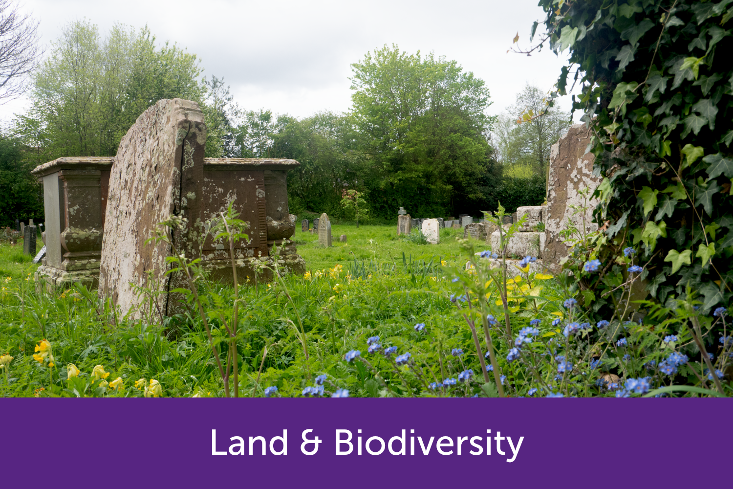 Weobley church graveyard with flowers