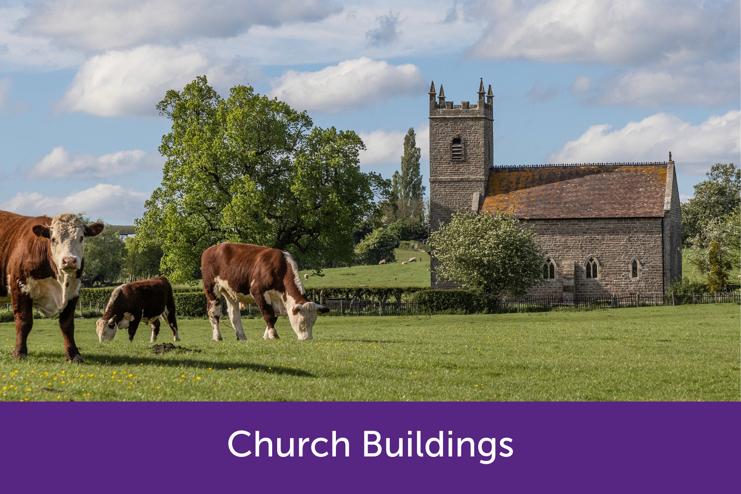 Church with cows outside