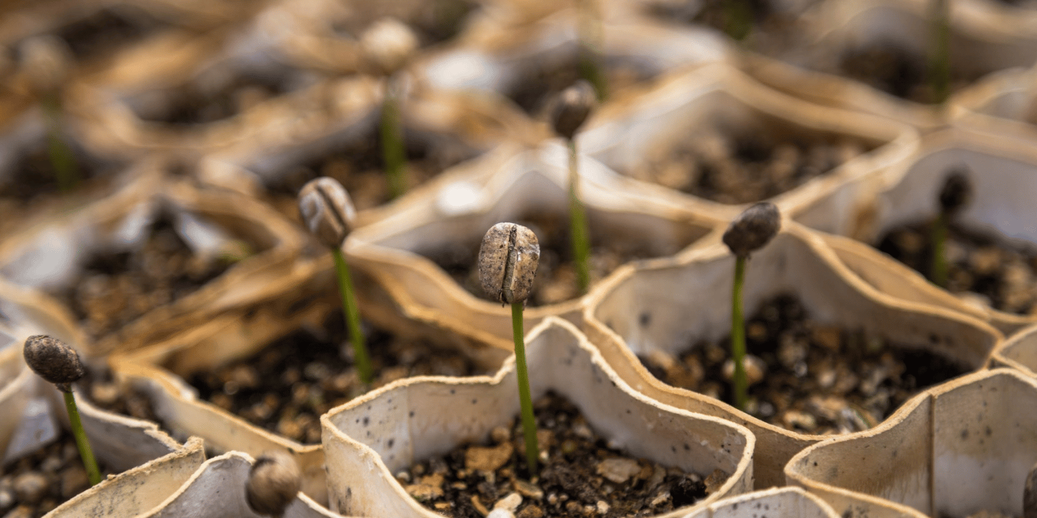 Sprouting mustard seeds in bags 