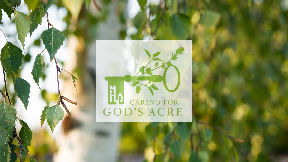 Silver Birch Gods Arce