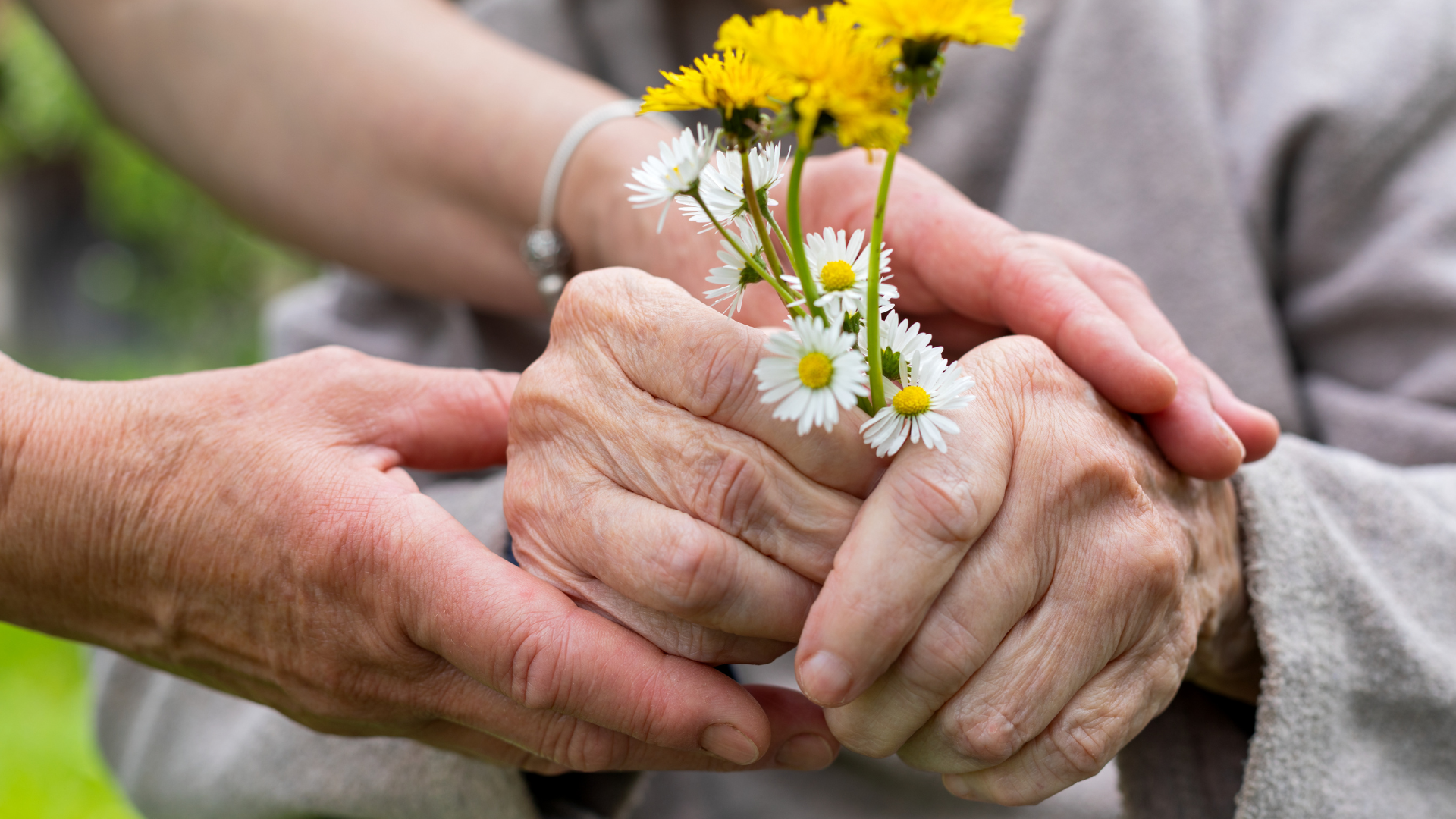 Hands holding an older persons hands holding yellow flowers