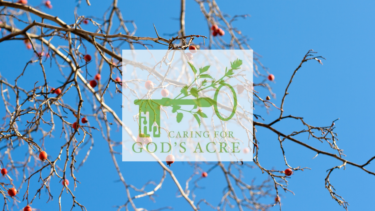 Image of tree branch with berries on it against a bright blue sky