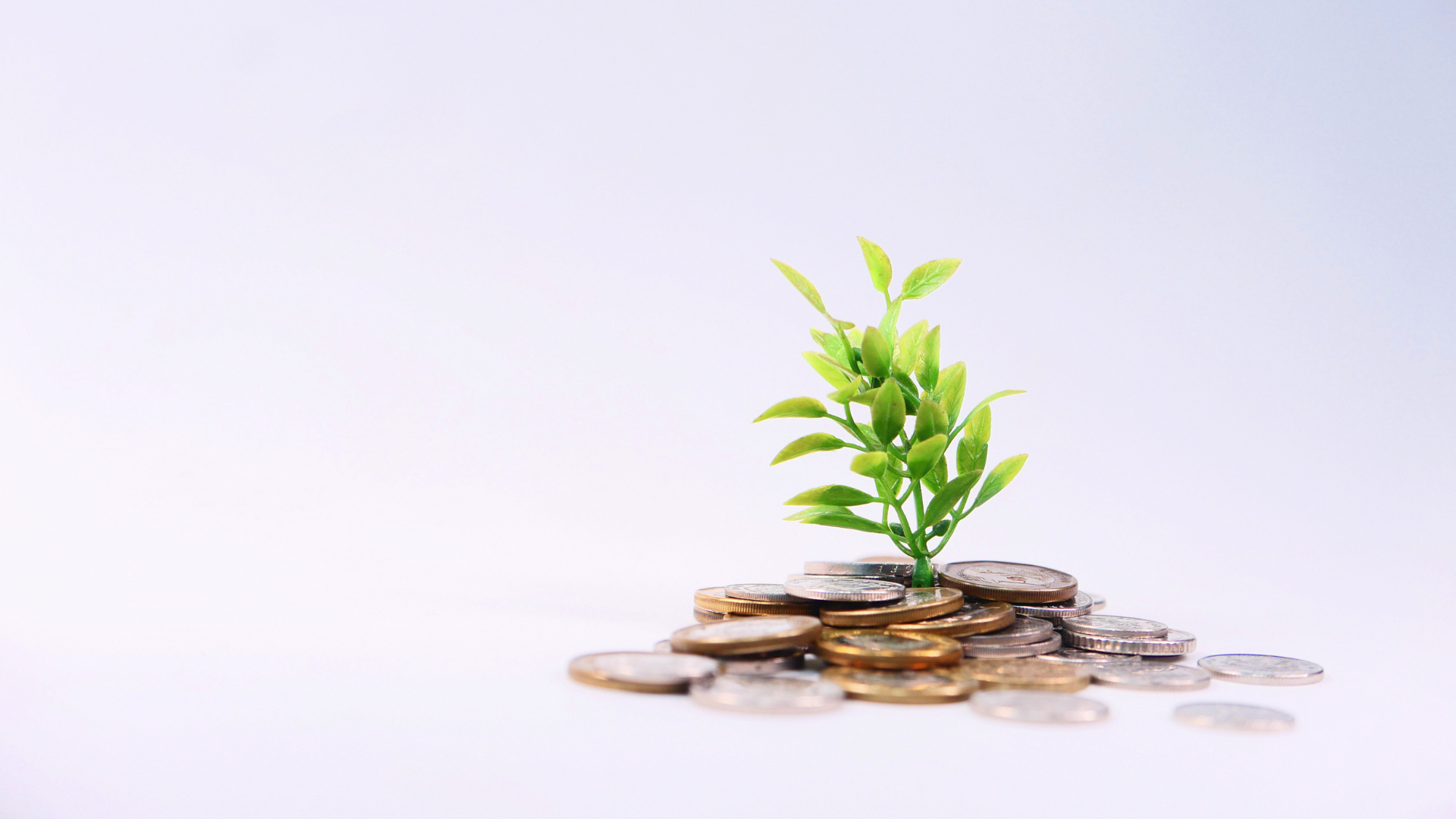 Plant growing out of money