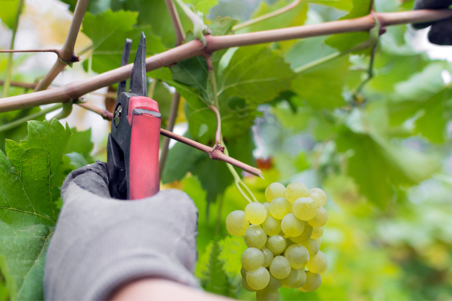 Image of gloved hand pruning a grape vine