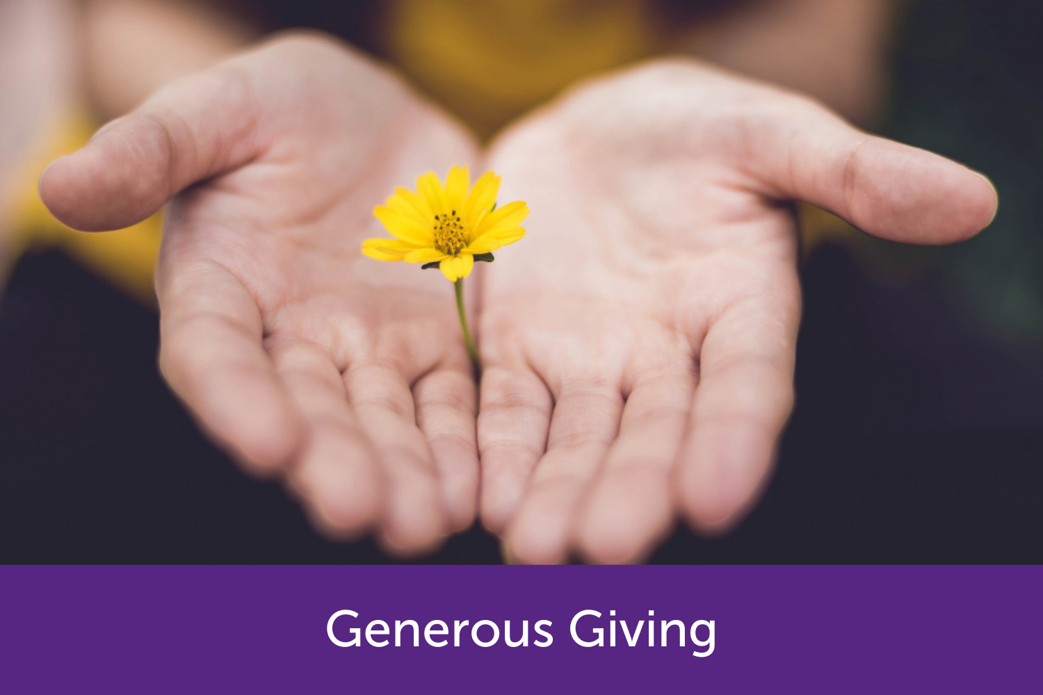Hands holding a yellow flower