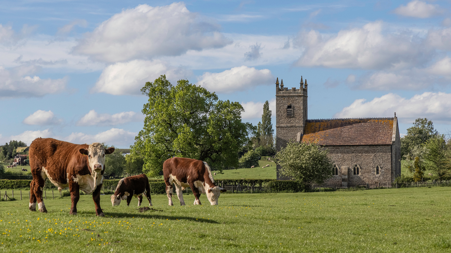 church with cows