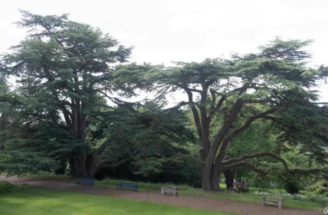 Ceder trees
