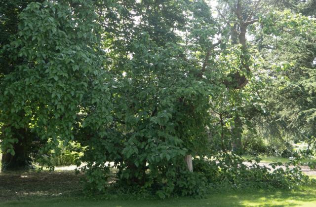 Mulberry Tree