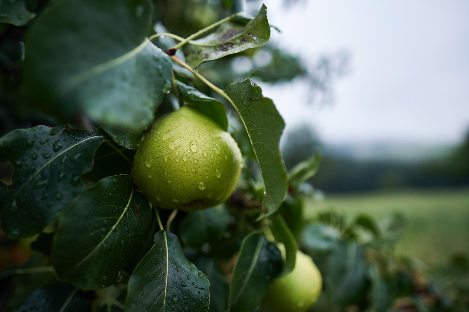 Pear growing on tree