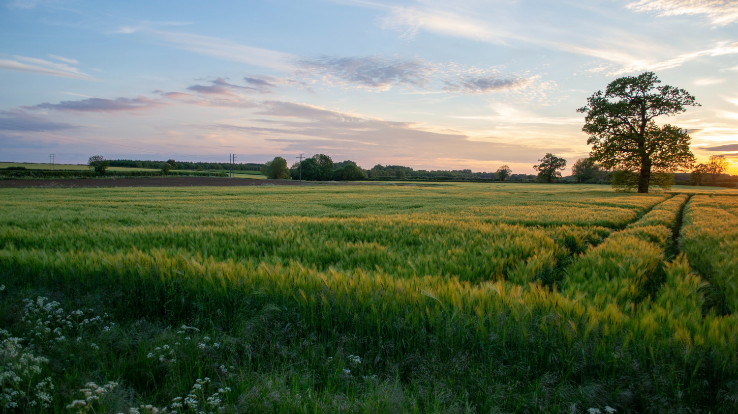 Image of a meadow