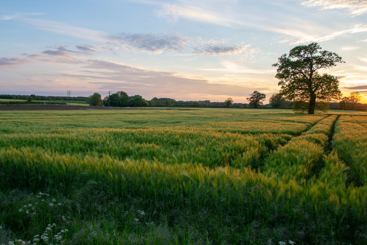 Field at sunset