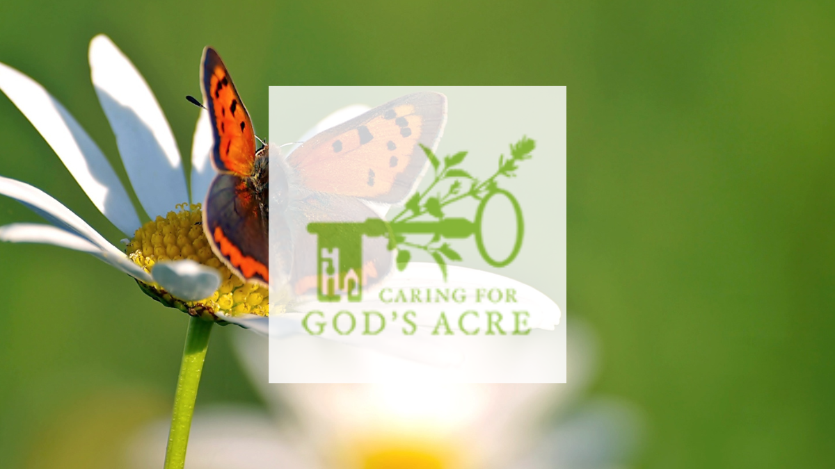 Caring for God's Acre, Butterfly on Oxeye Daisy